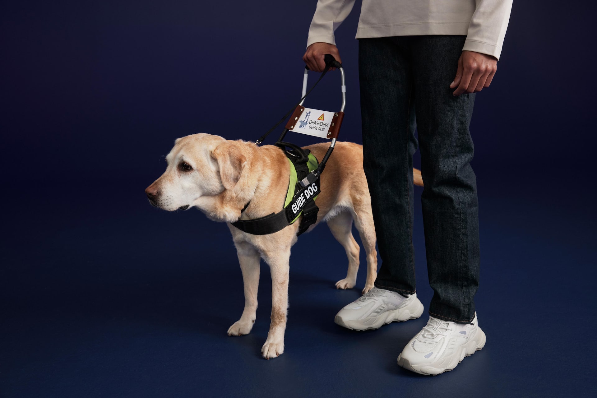 Guide sales dog services